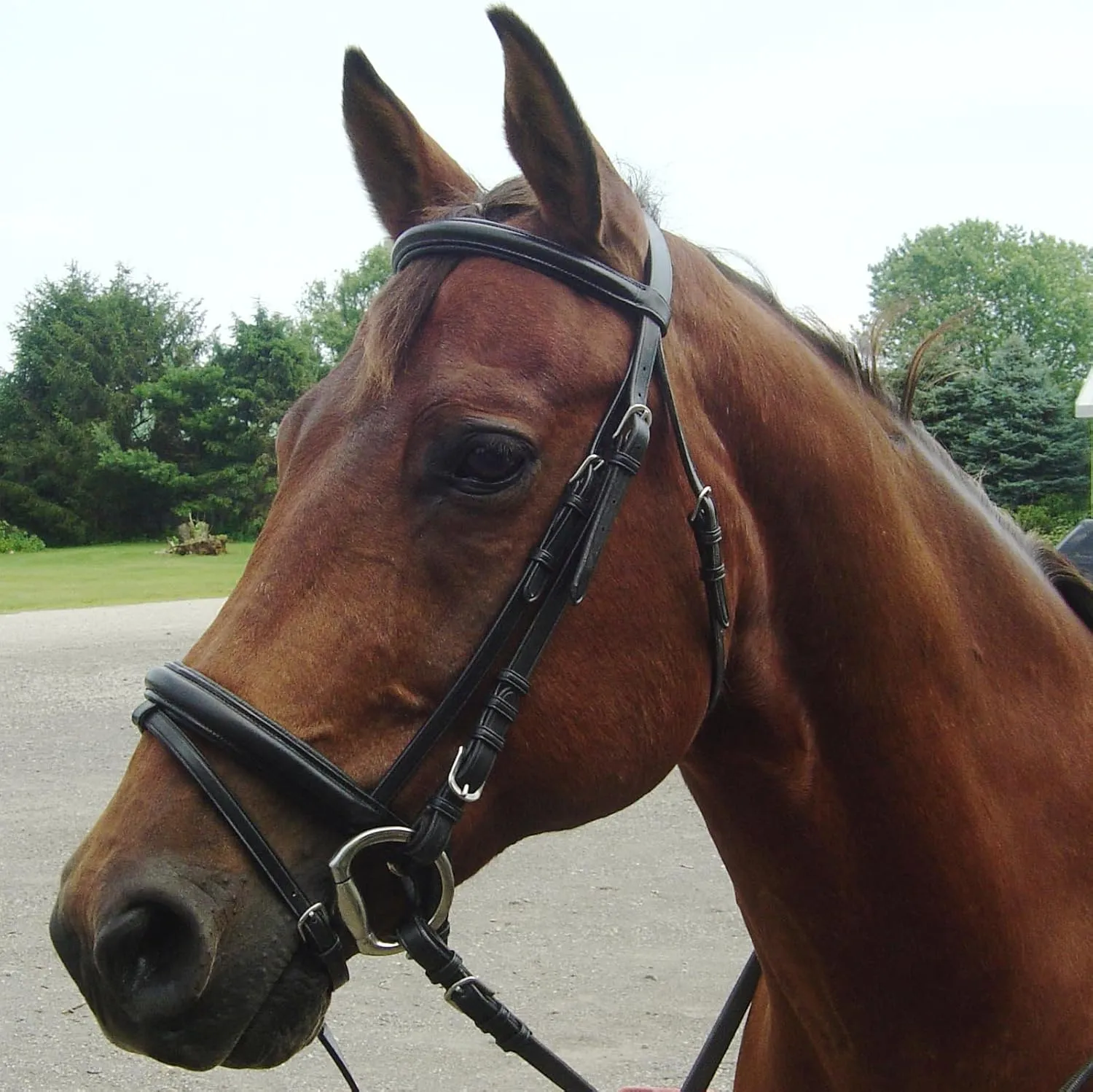 Derby Originals Paris Tack Dressage German Crank Bridle with Rubber Reins