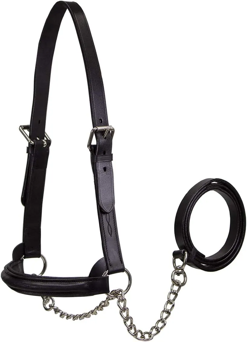 Derby Originals Premium Raised Padded Fancy Stitch Leather Cattle Show Halter with Matching Chain Lead