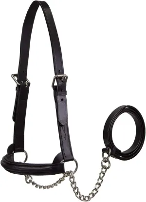 Derby Originals Premium Raised Padded Fancy Stitch Leather Cattle Show Halter with Matching Chain Lead